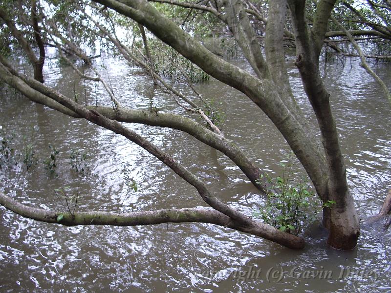 Mangrove, City Botanical Gardens, Brisbane IMGP1042.JPG